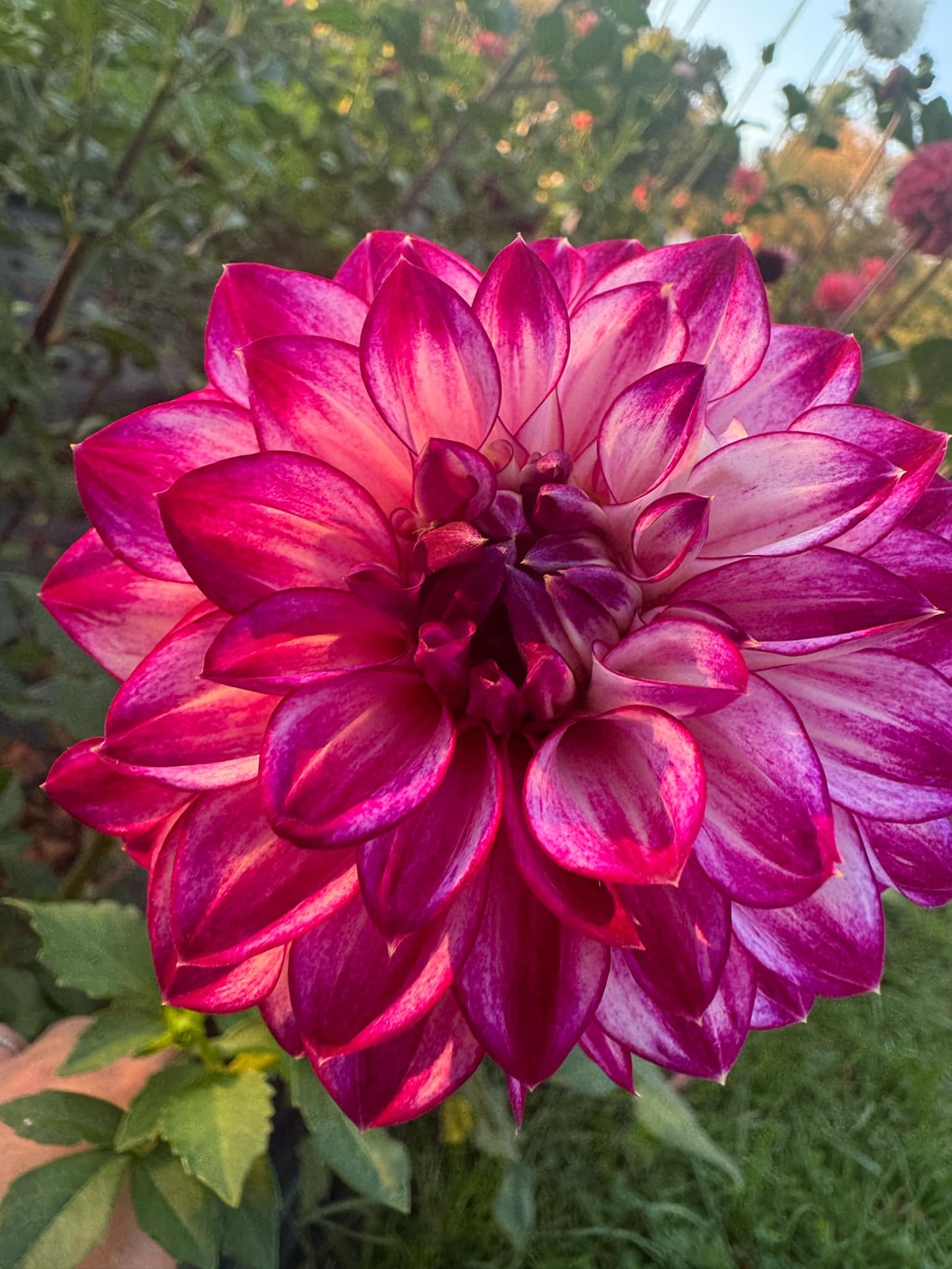 Hillcrest Jonathan Dahlia Tuber