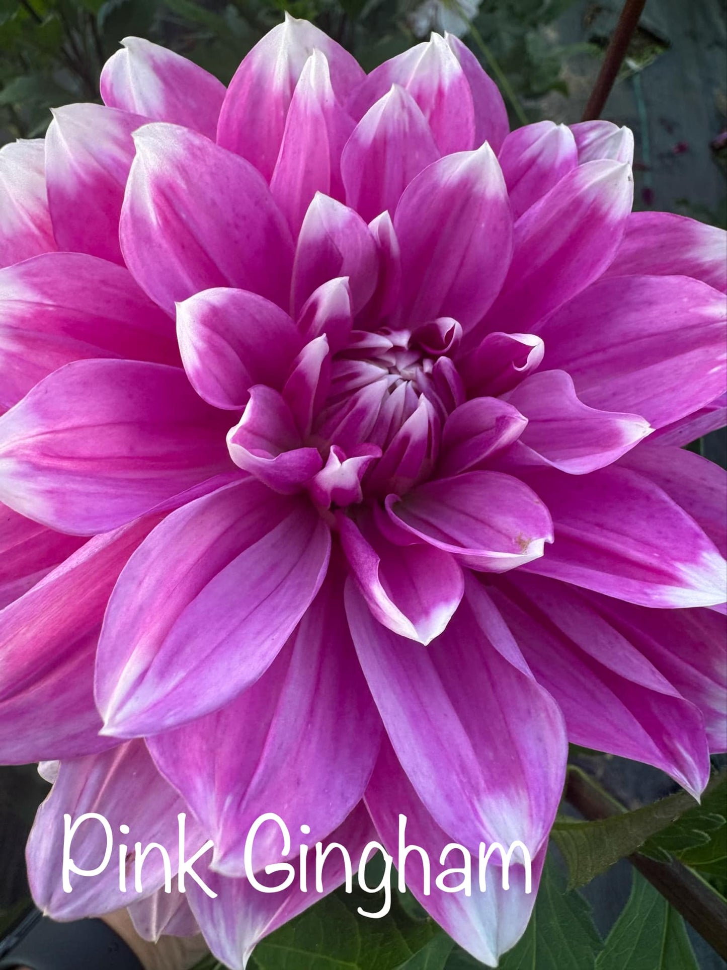 Pink Gingham Dahlia Tuber
