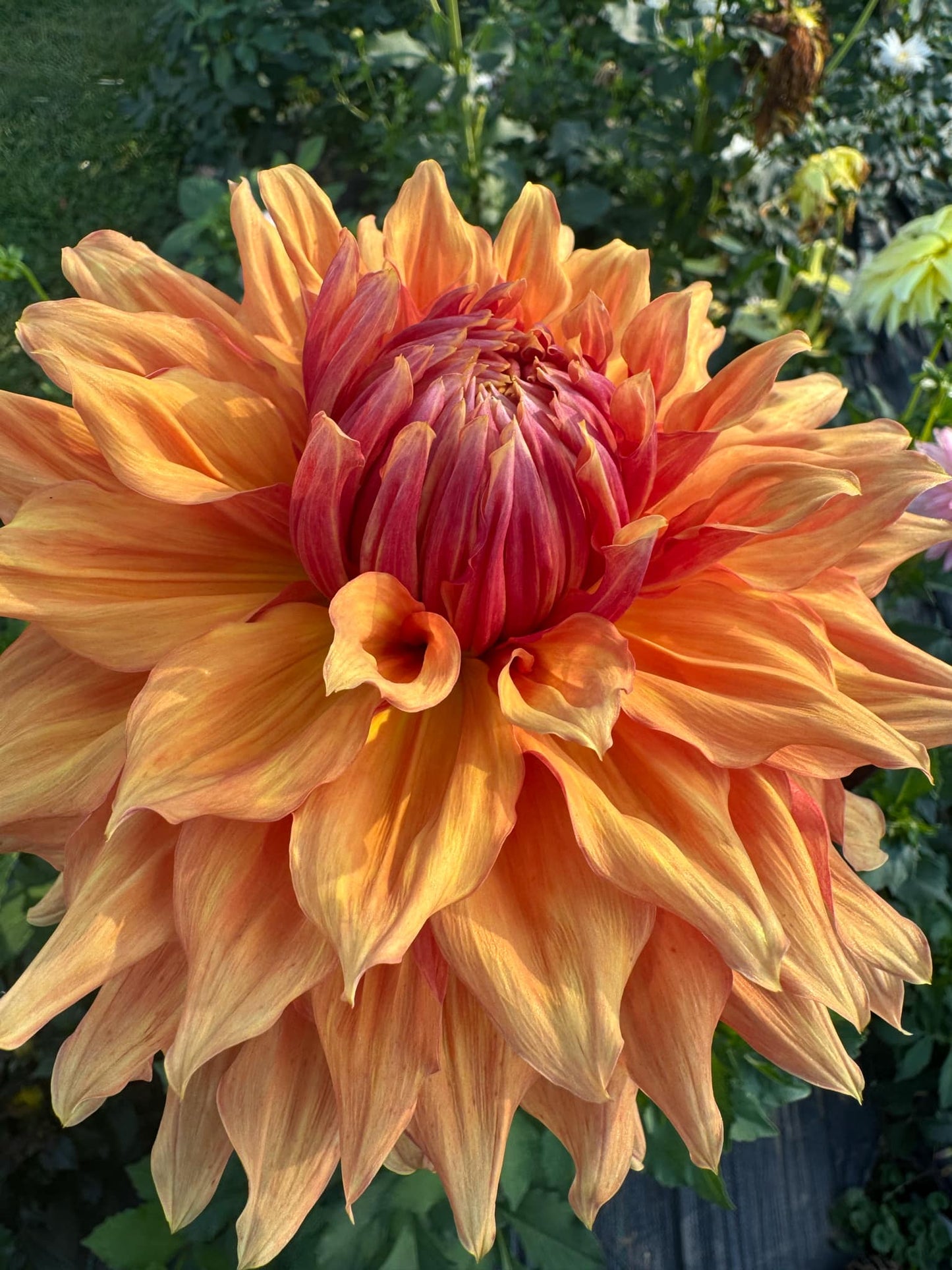 Hercules Dahlia Tuber