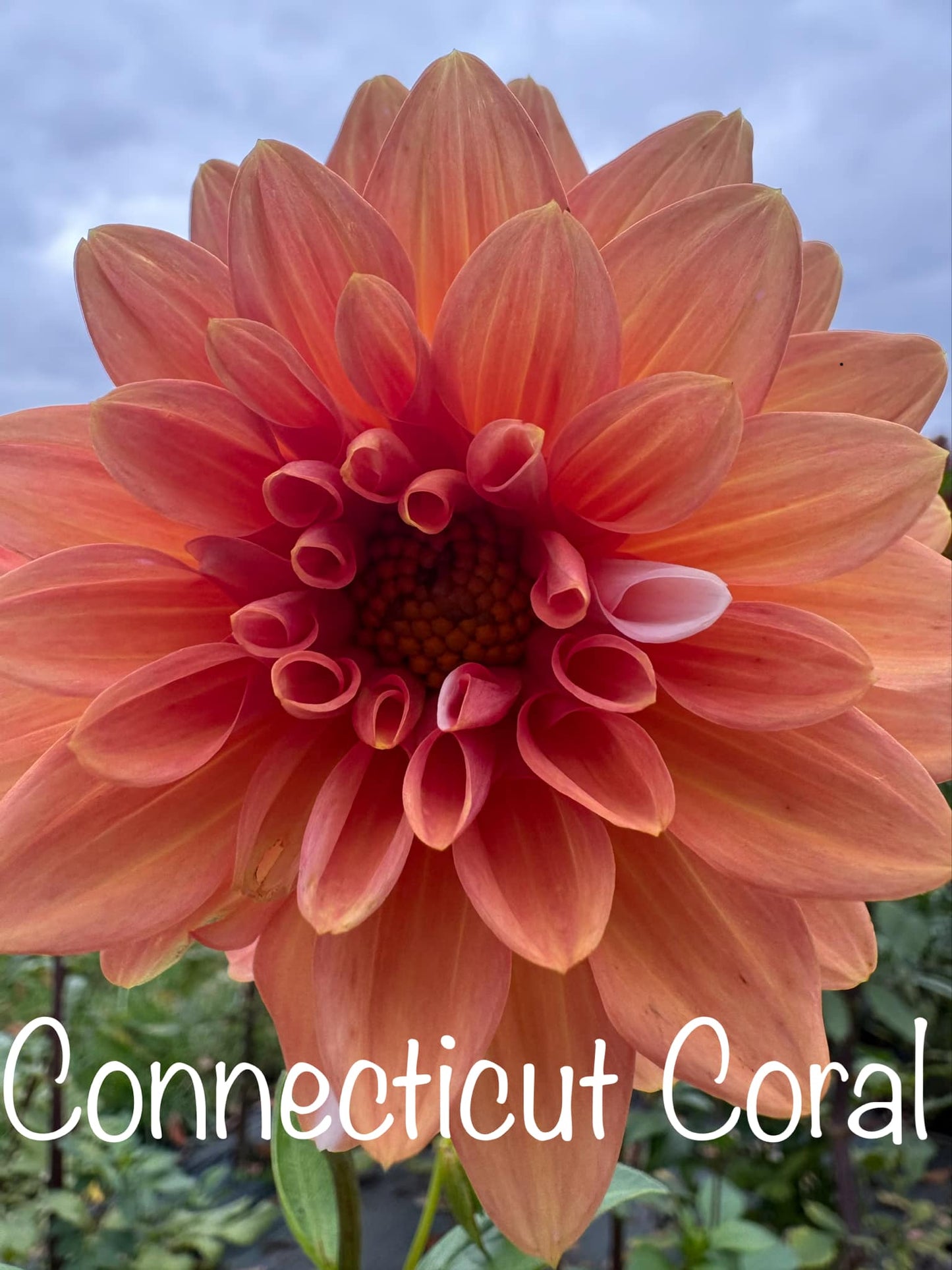 Connecticut Coral Dahlia Tuber