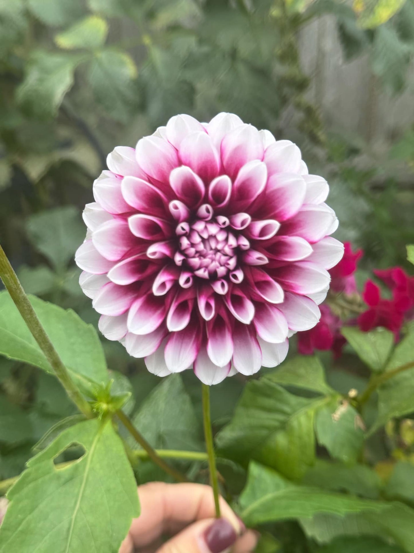 Edinburgh Dahlia Tuber