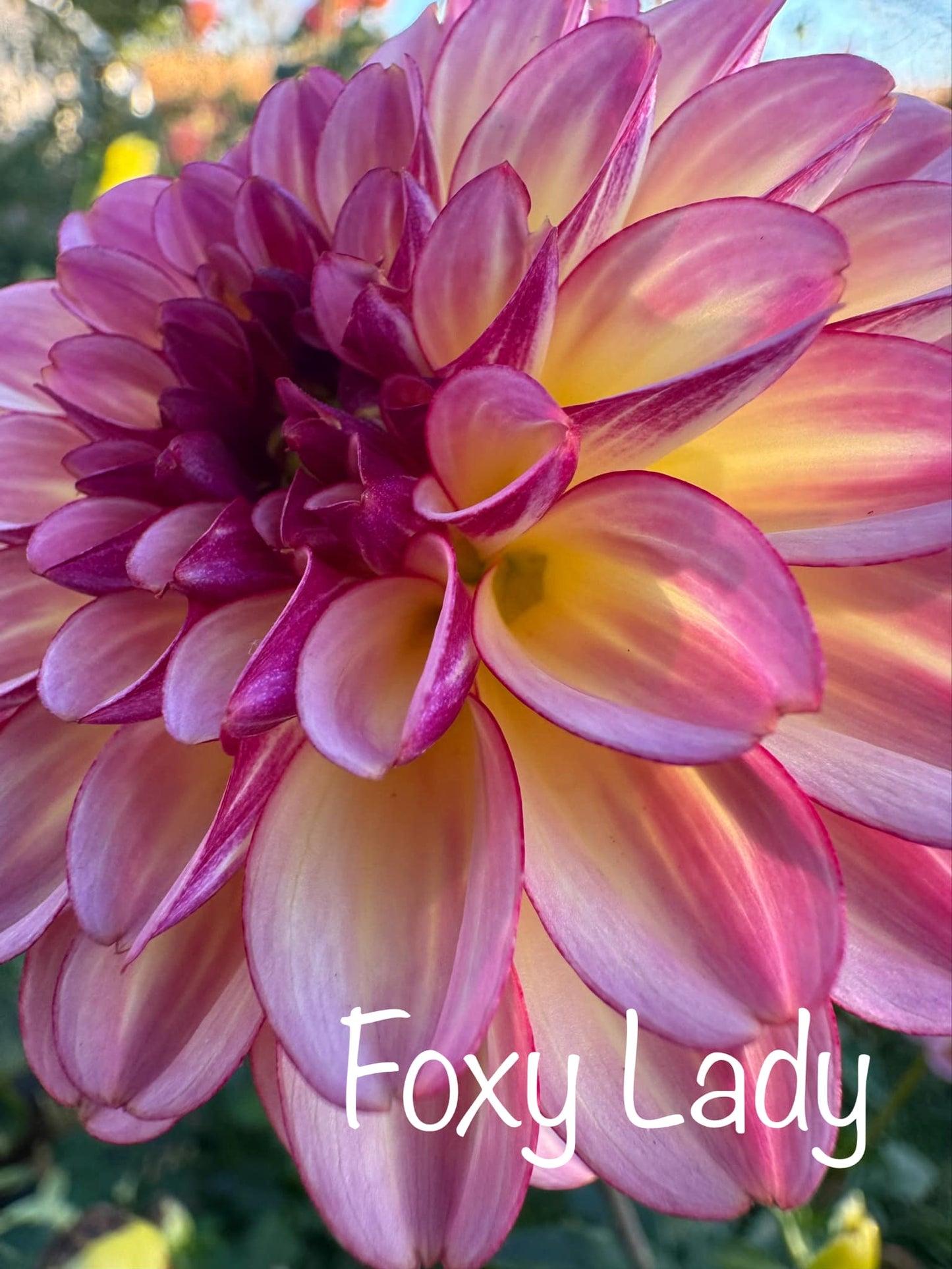 Foxy Lady Dahlia Tuber