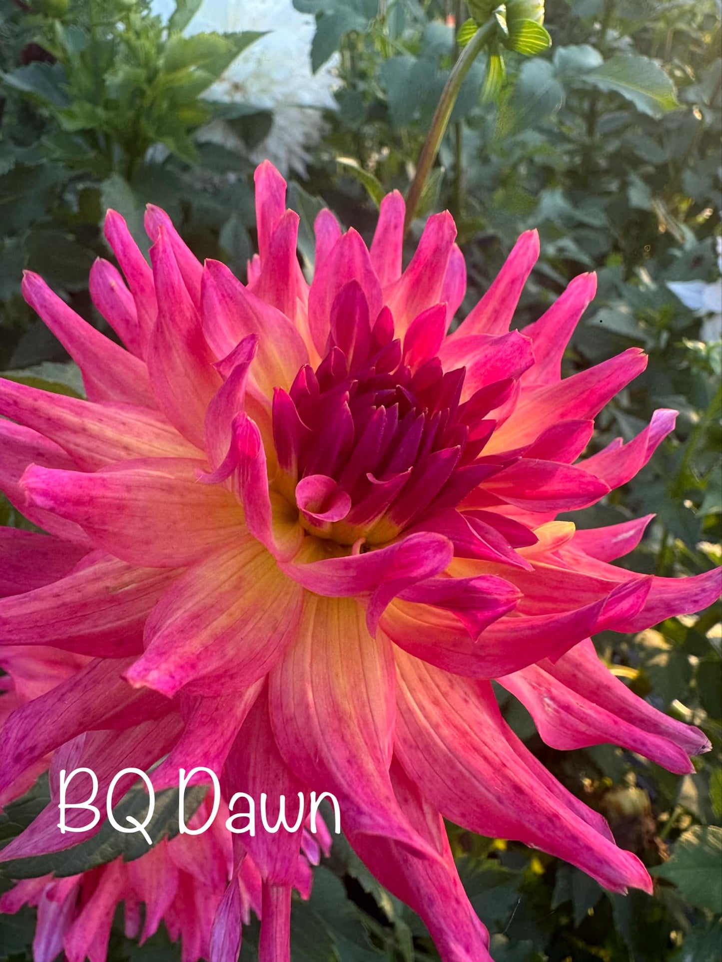 BQ Dawn Dahlia Tuber