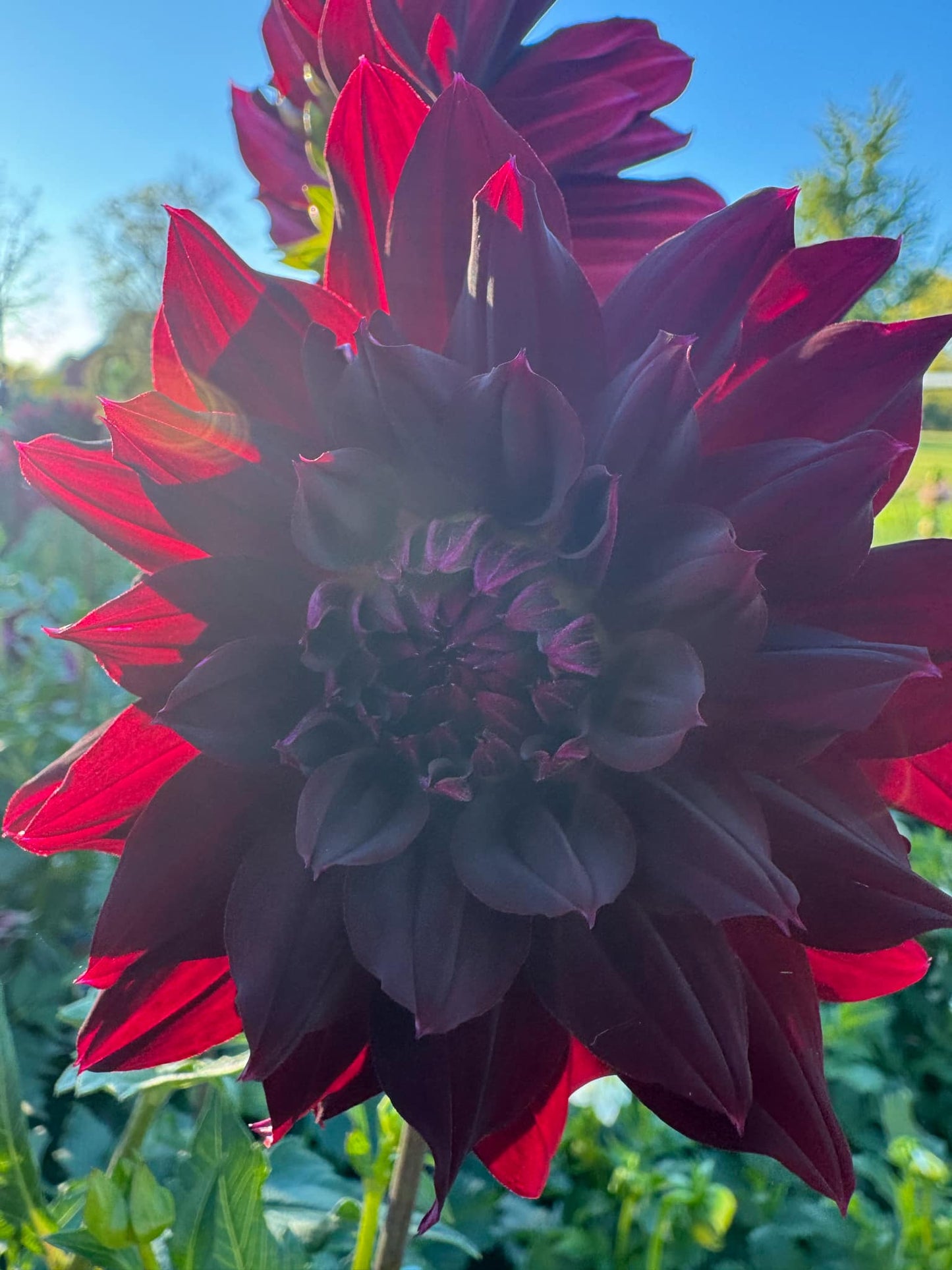 Rip City Dahlia Tuber