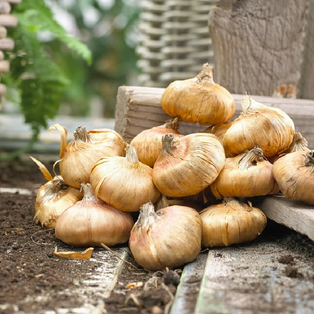 Passos Gladiolus
