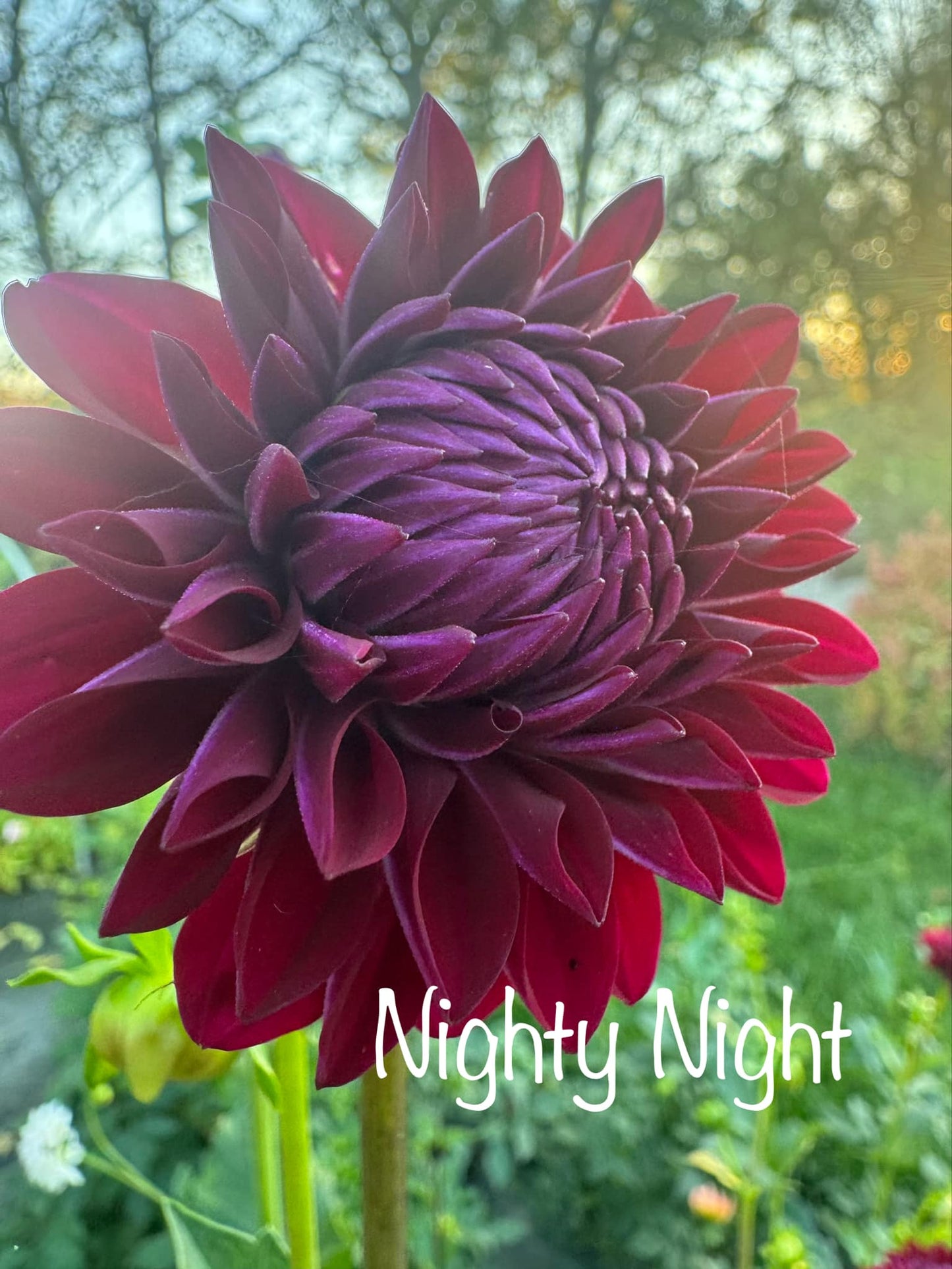 Nighty Night Dahlia Tuber