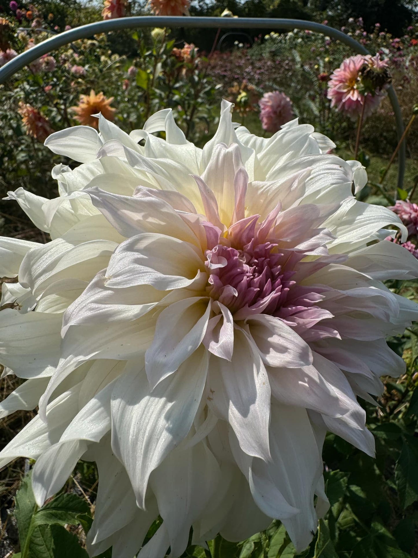 Shiloh Noelle Dahlia Tuber
