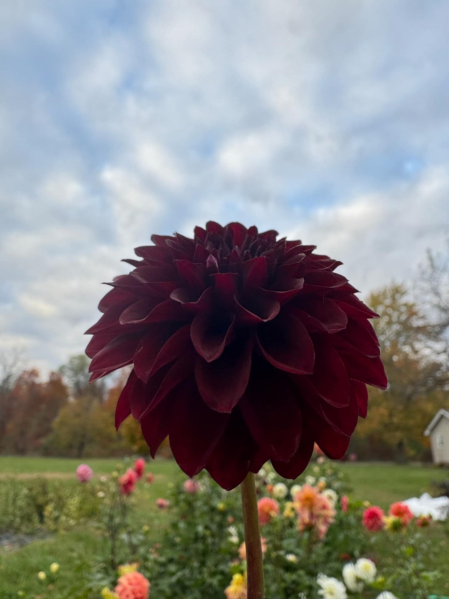 Shadow Cat Dahlia Tuber