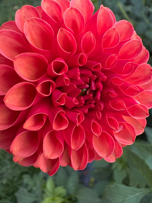 Valley Rust Bucket Dahlia Tuber