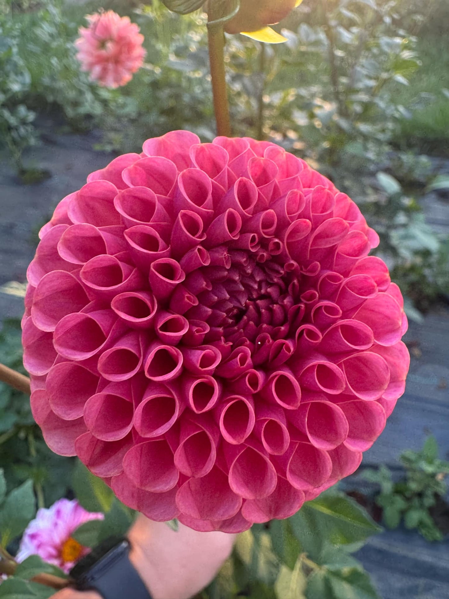 Ferncliff Rusty Dahlia Tuber