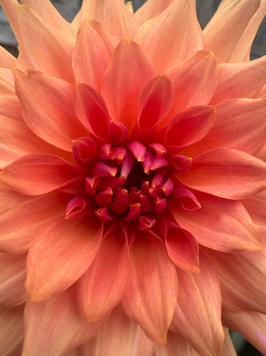 Terracotta Dahlia Tuber