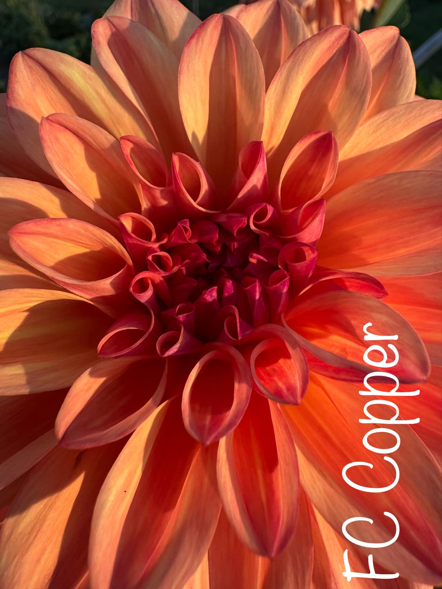 Ferncliff Copper Dahlia Tuber