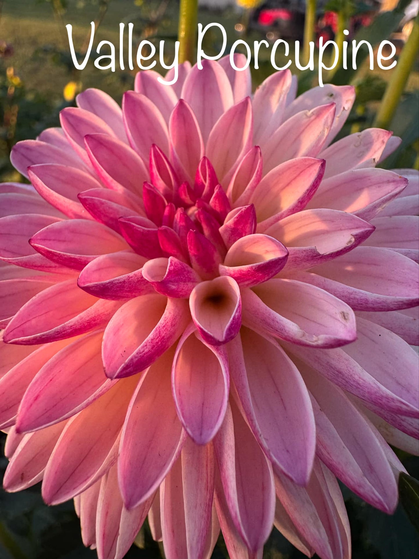 Valley Porcupine Dahlia Tuber