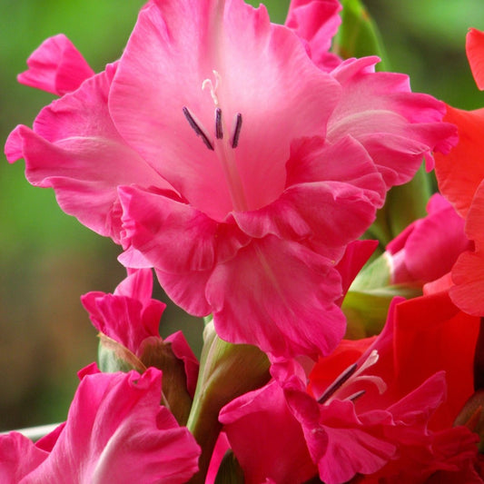 Fairy Tale Pink Gladiolus