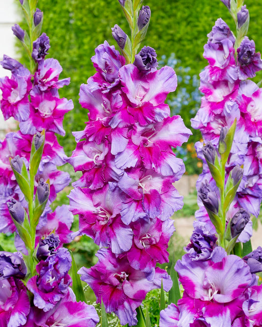 Purple Art Gladiolus