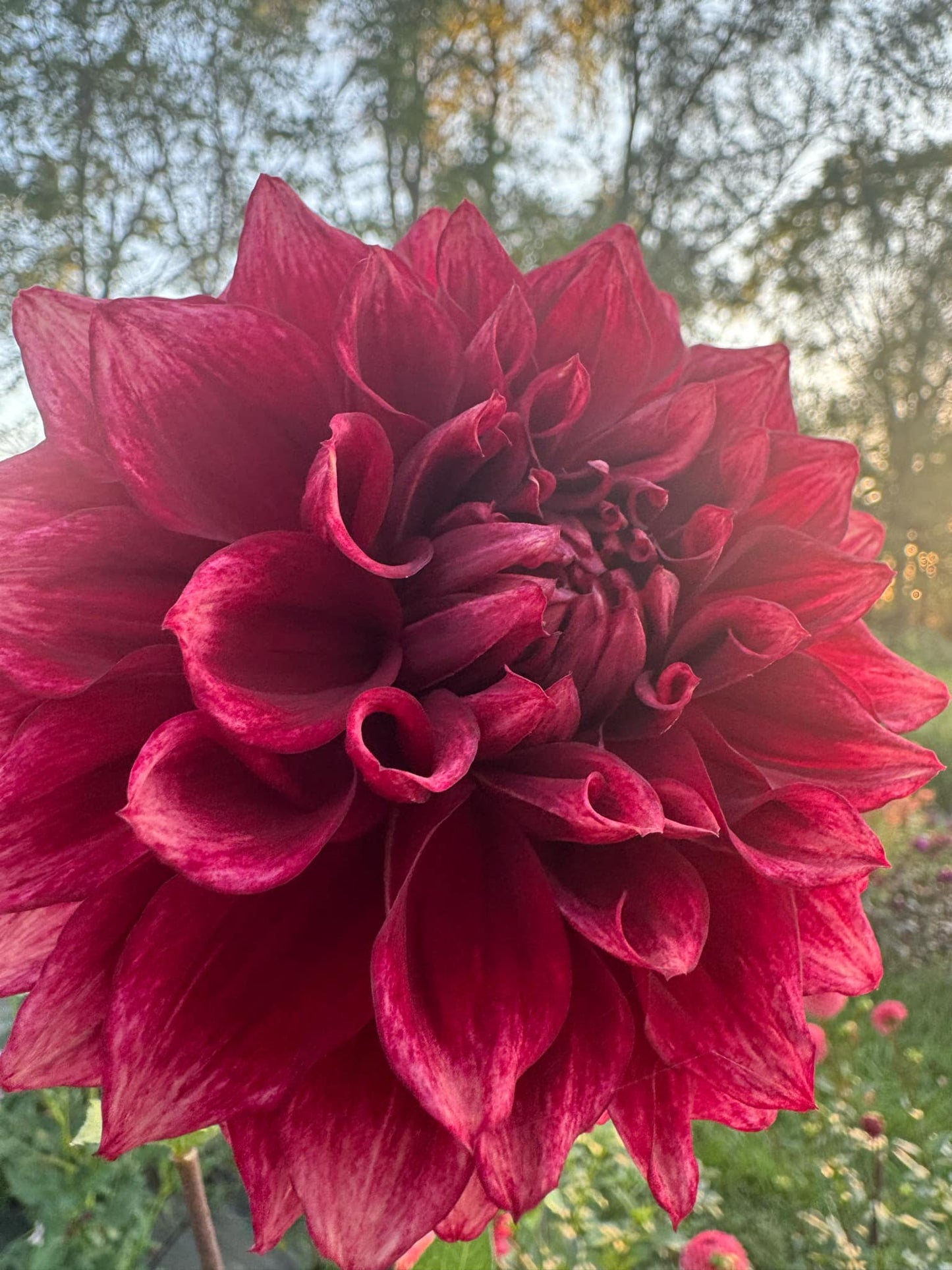BQ York Dahlia Tuber