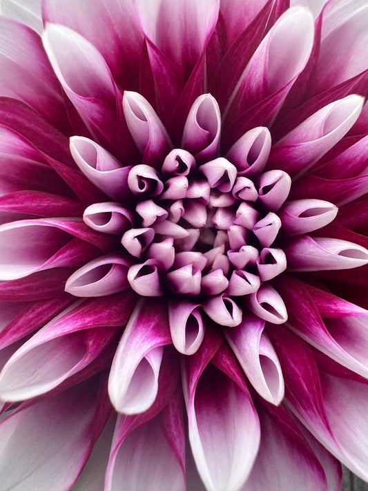 Edinburgh Dahlia Tuber
