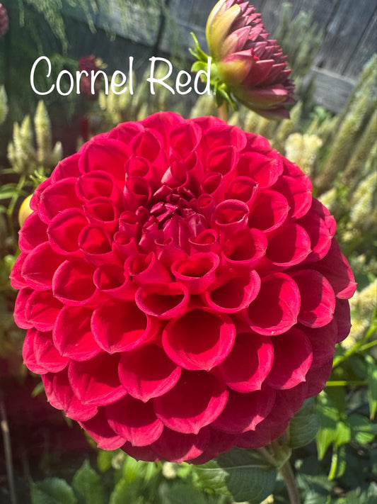 Cornel Red Dahlia Tuber