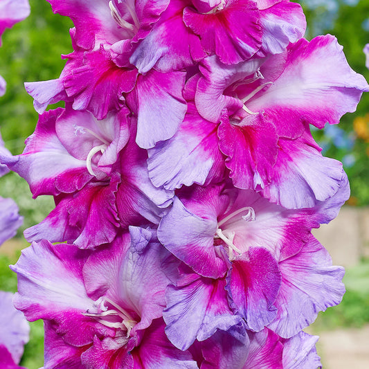 Purple Art Gladiolus