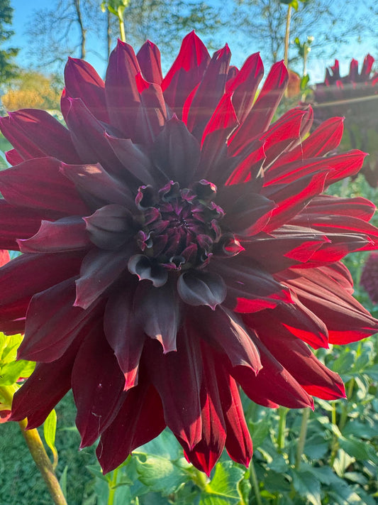 Rip City Dahlia Tuber