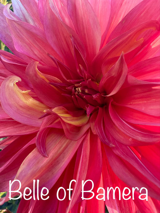 Belle of Barmera Dahlia Tuber