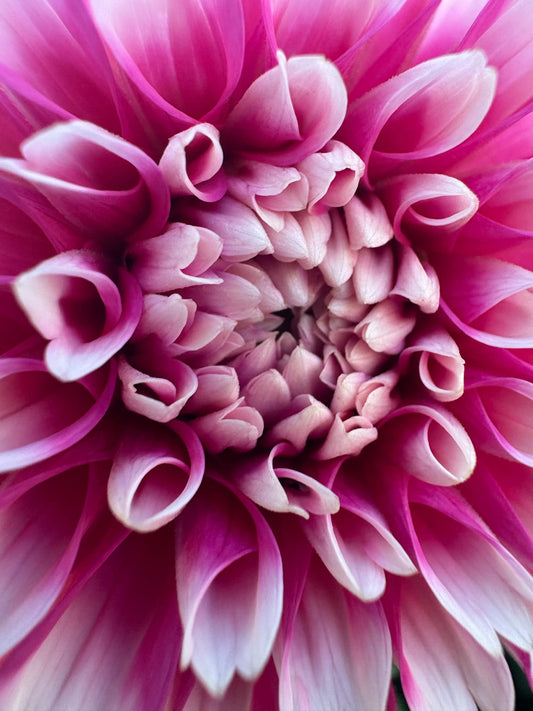 Fuzzy Wuzzy Dahlia Tuber
