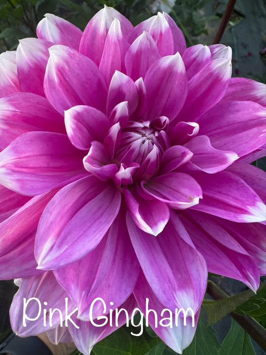 Pink Gingham Dahlia Tuber