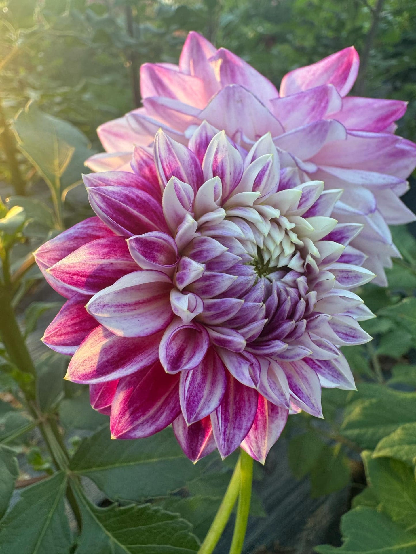 Hillcrest Jonathan Dahlia Tuber