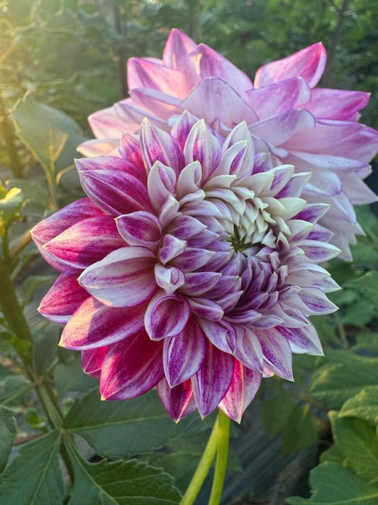 Hillcrest Jonathan Dahlia Tuber