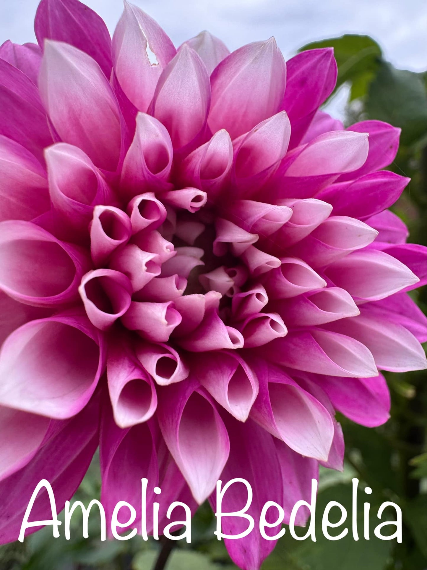 Amelia Bedelia Dahlia Tuber