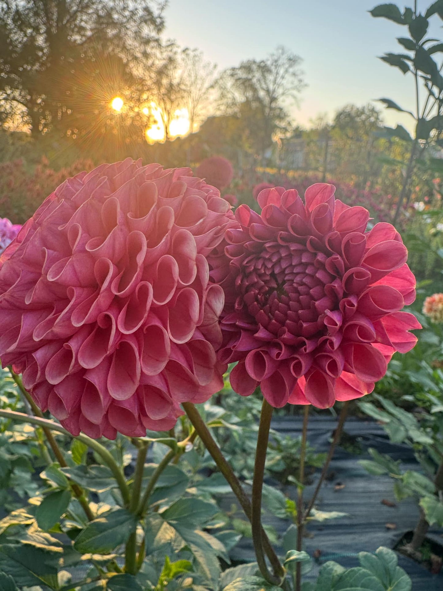 Ferncliff Rusty Dahlia Tuber