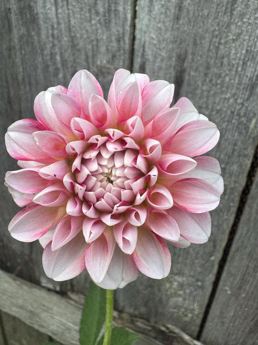 Hawaii Dahlia Tuber