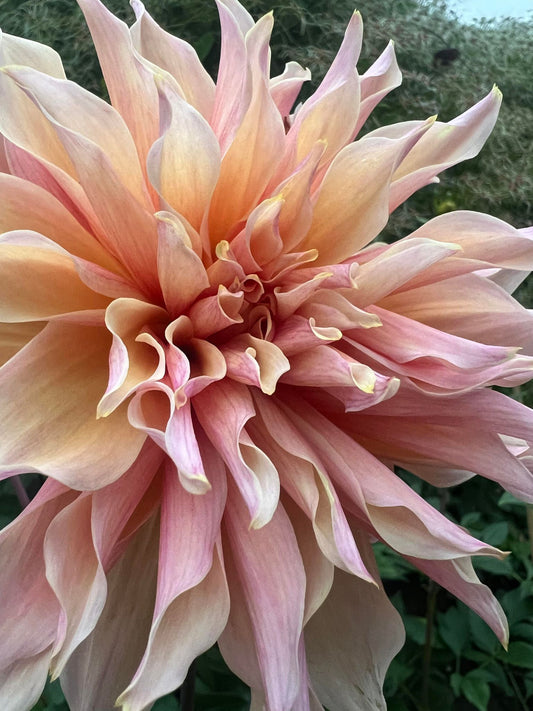Labyrinth Dahlia Tuber