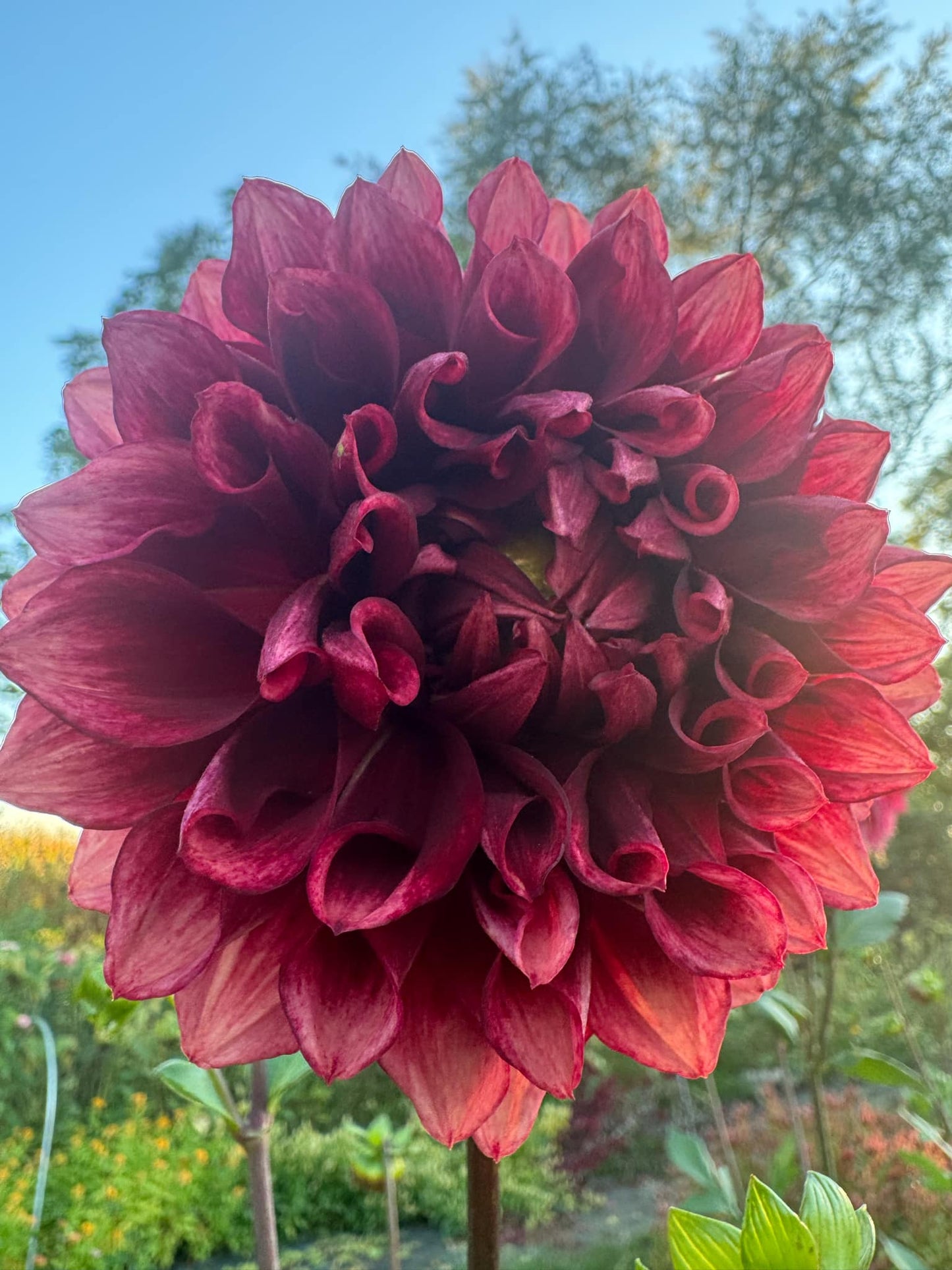 BQ York Dahlia Tuber