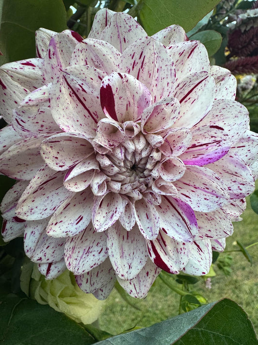 Hulin's Carnival Dahlia Tuber