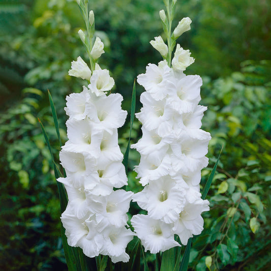 Polar Bear Gladiolus