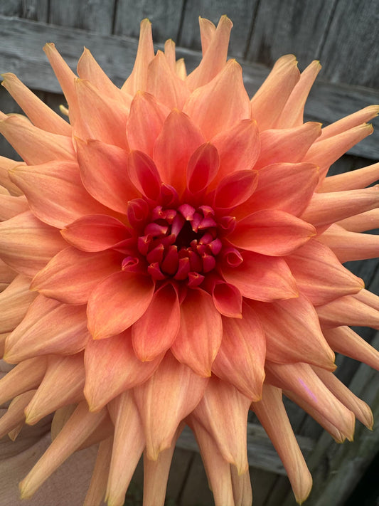 Terracotta Dahlia Tuber
