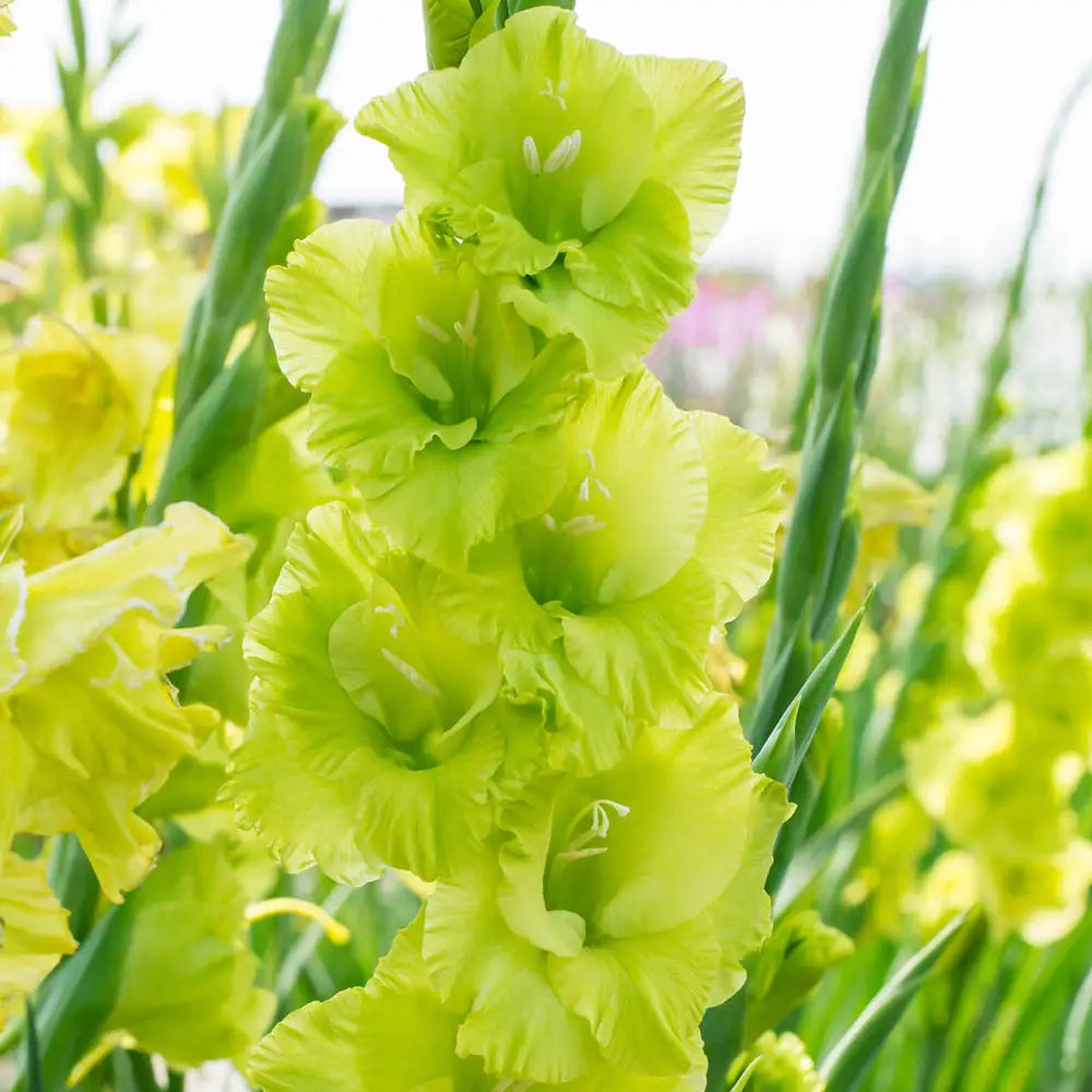 Green Star Gladiolus