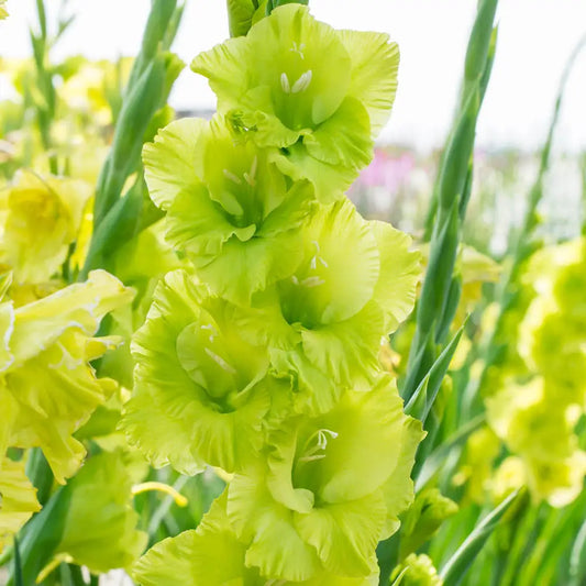 Green Star Gladiolus
