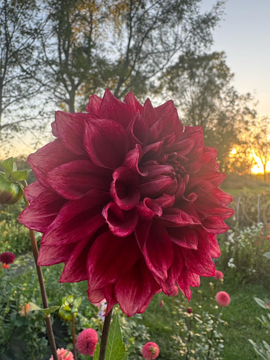 BQ York Dahlia Tuber