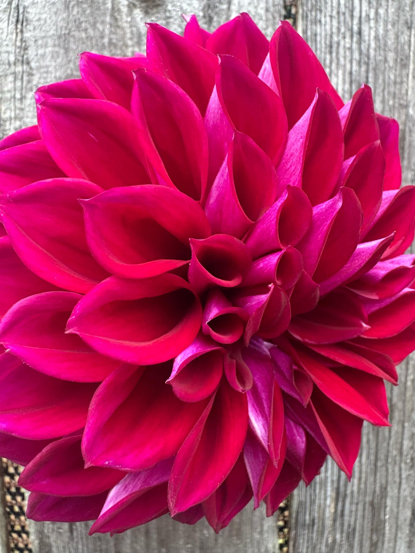 Diva Dahlia Tuber