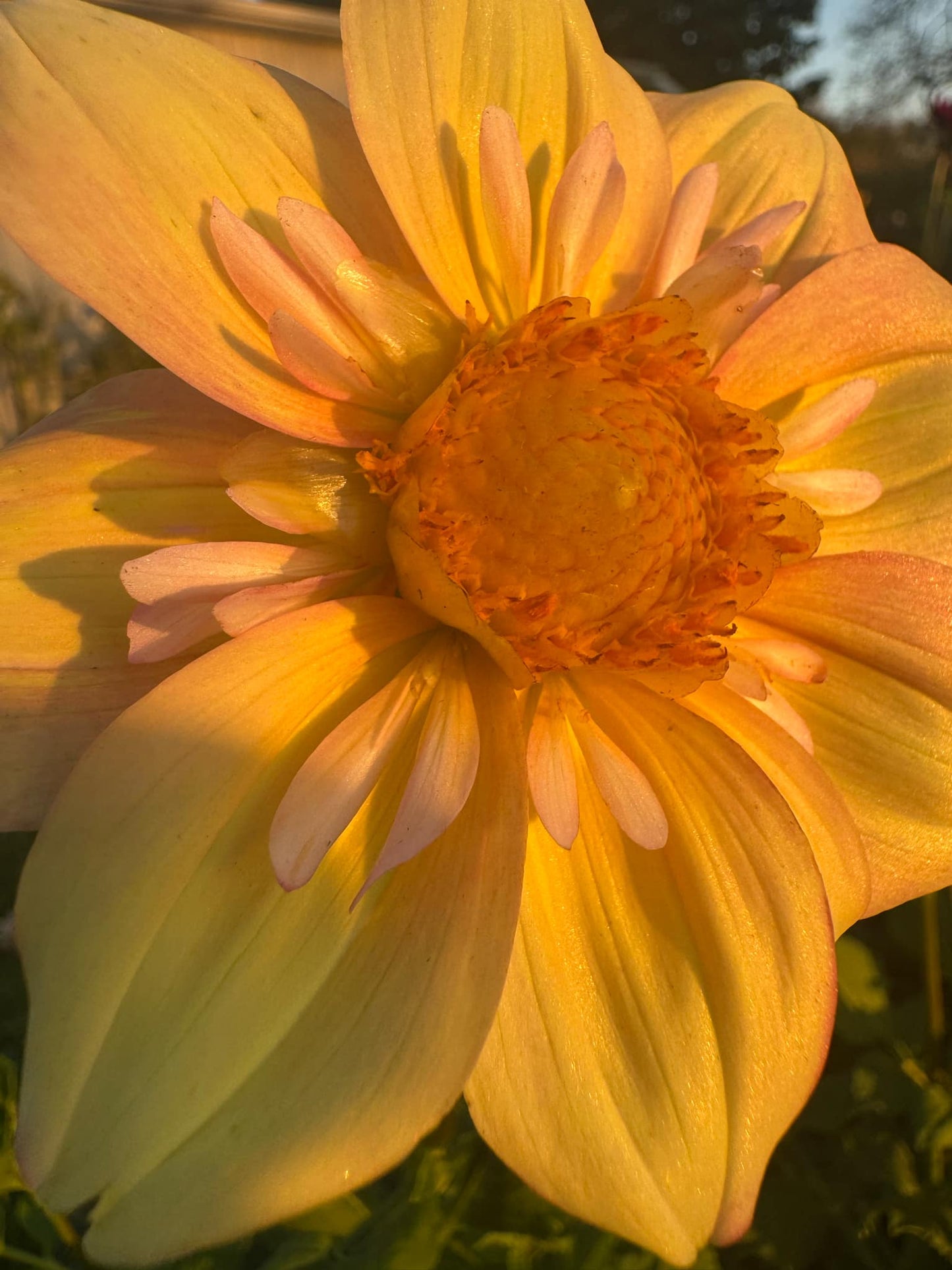 Apple Blossom Dahlia Tuber
