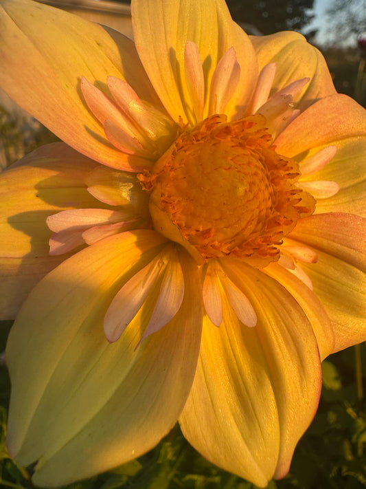 Apple Blossom Dahlia Tuber