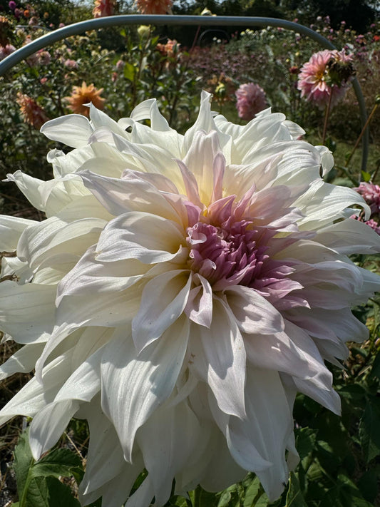 Shiloh Noelle Dahlia Tuber