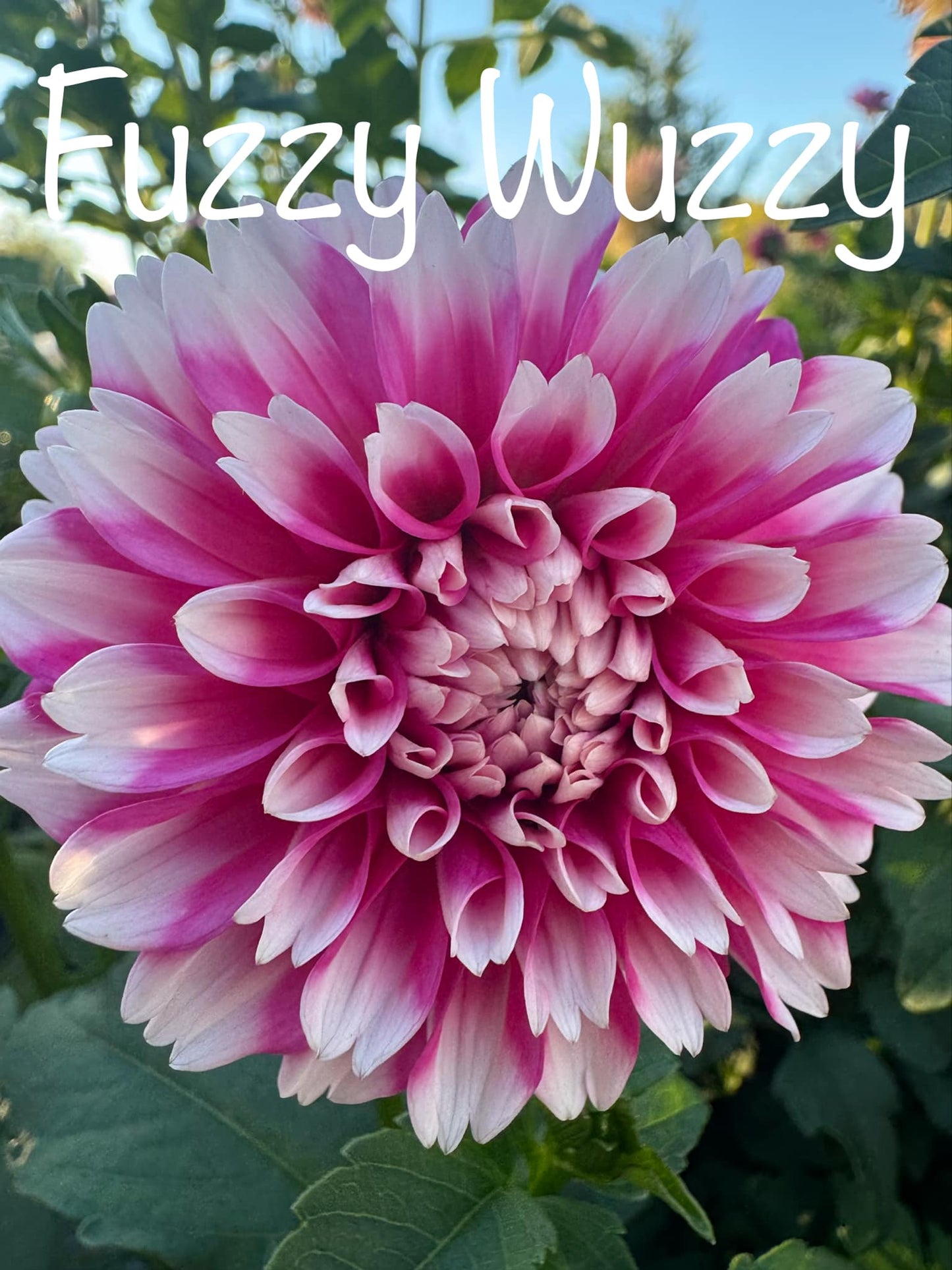 Fuzzy Wuzzy Dahlia Tuber
