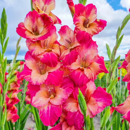 Apricot Bubble Gum Gladiolus