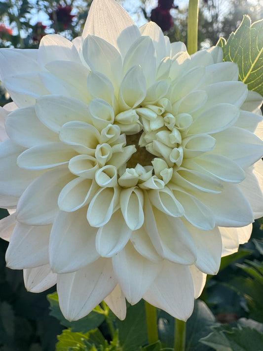 Blizzard Dahlia Tuber