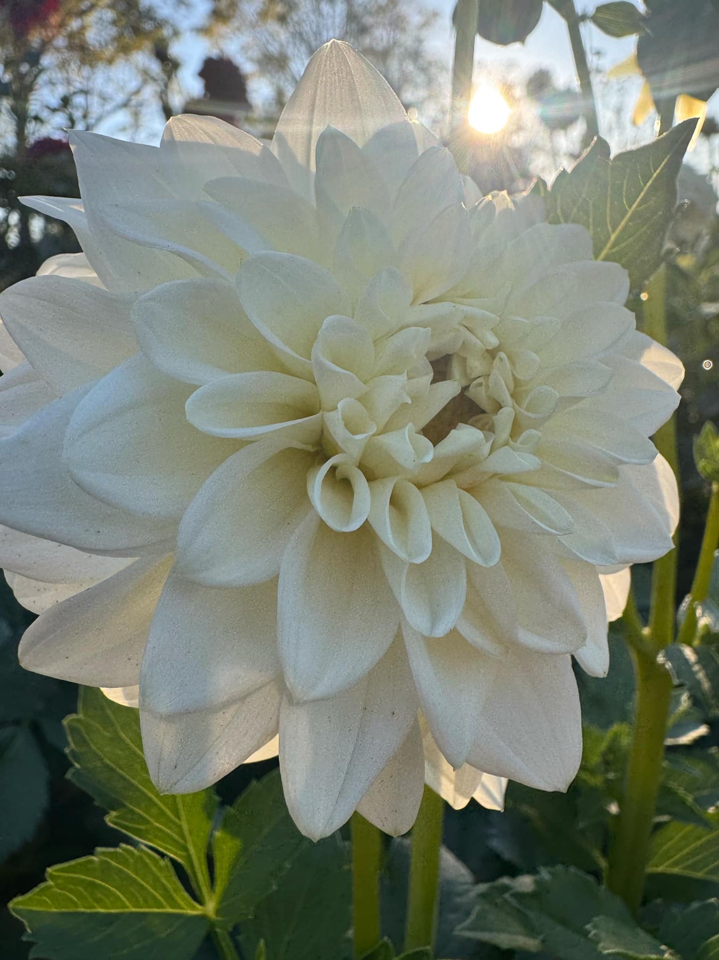 Blizzard Dahlia Tuber