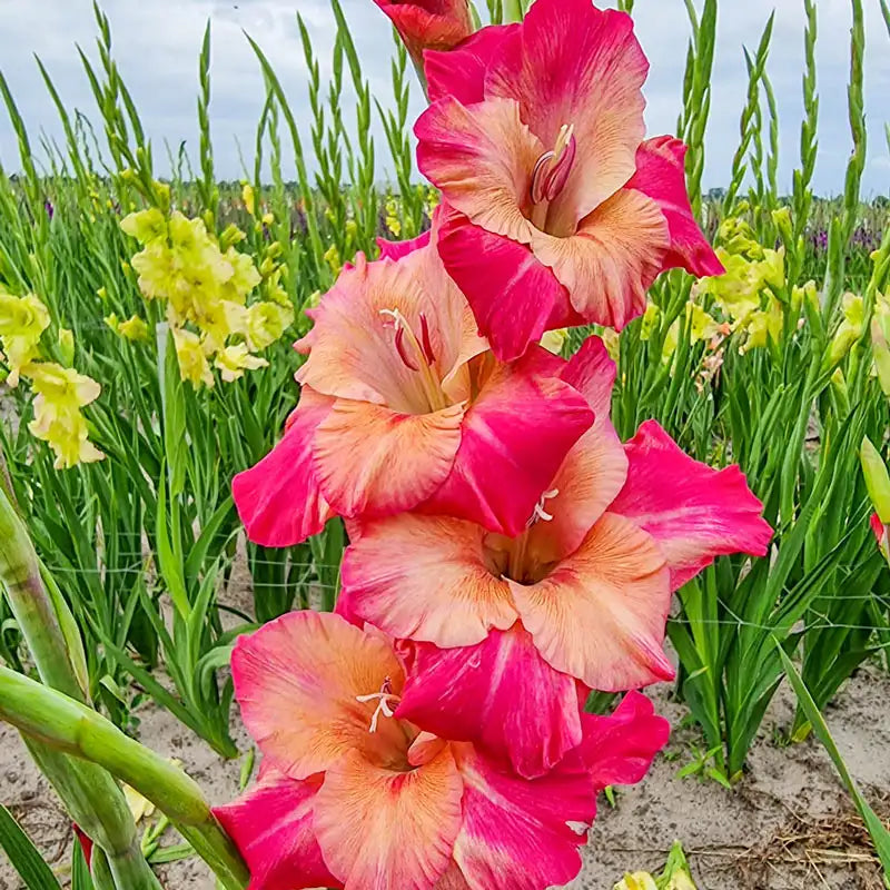 Apricot Bubble Gum Gladiolus