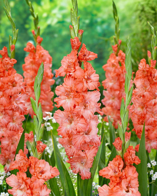 Coral Crush Gladiolus